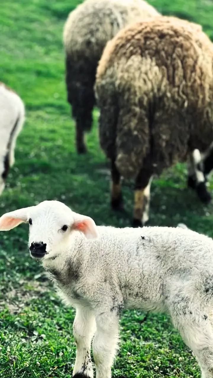 The Little Lamb Quiz 🐑