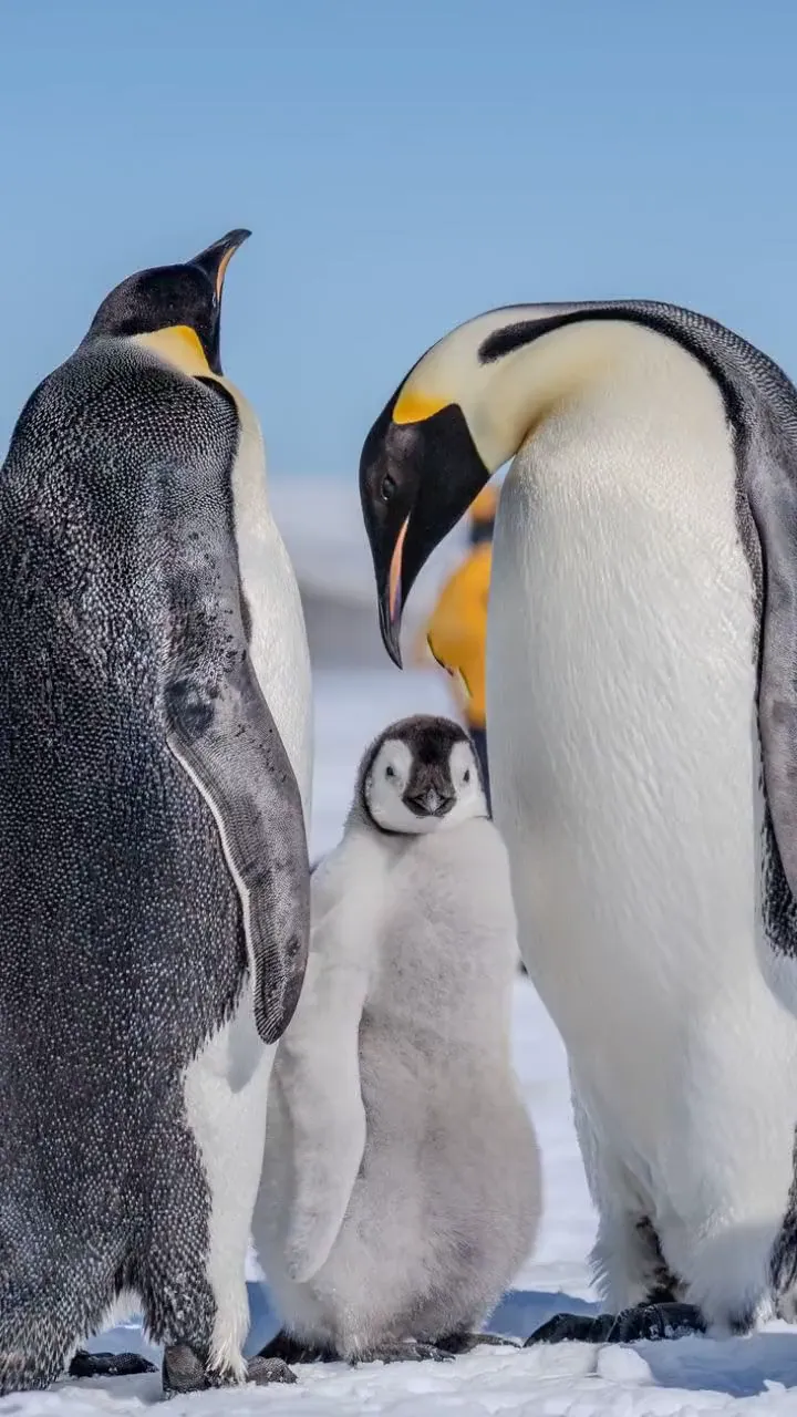 Penguin Quiz for Little Explorers 🐧