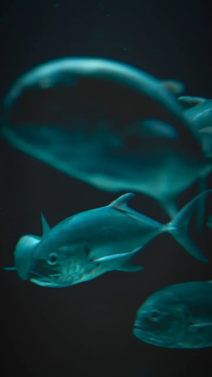 Fish Quiz