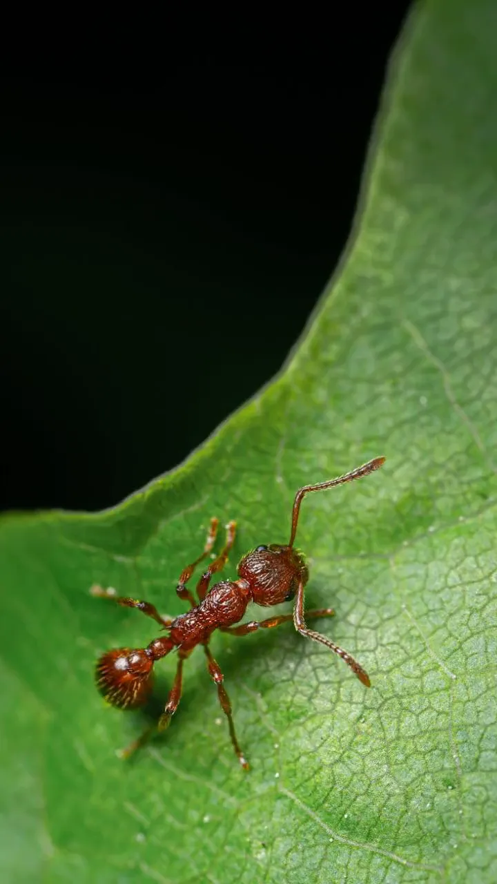Cool Facts About Ants! 🐜