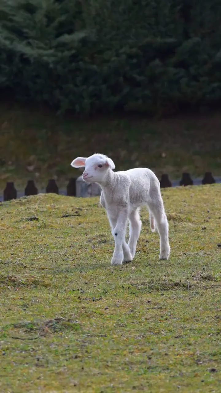 Lamb Quiz for Little Ones