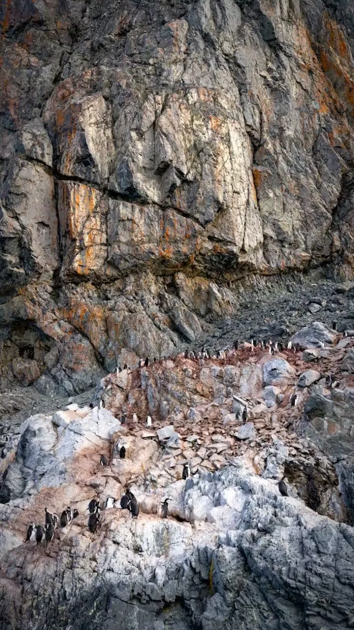How Well Do You Know Penguins?
