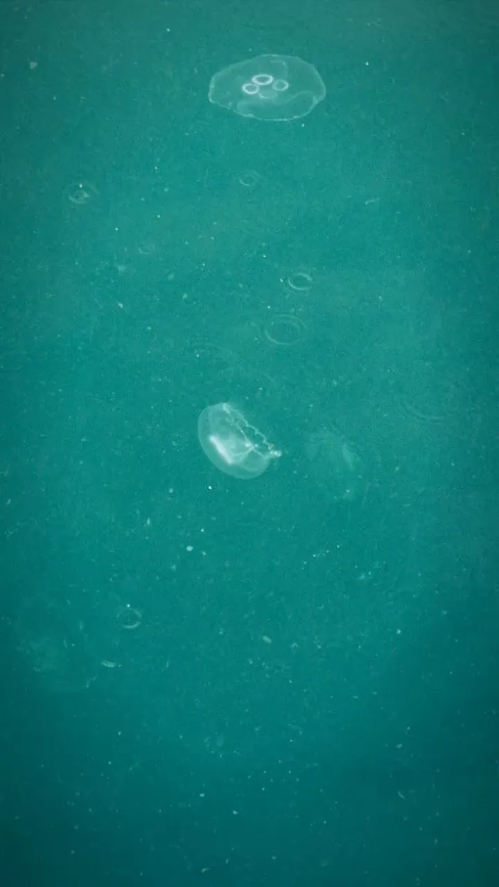 Box Jellyfish Quiz for Kids
