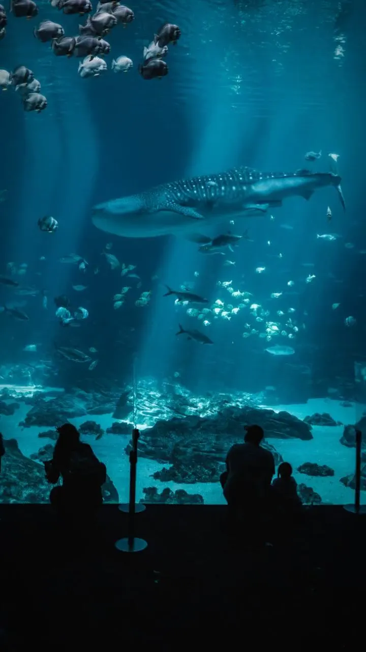Are You Smarter Than a Fish?